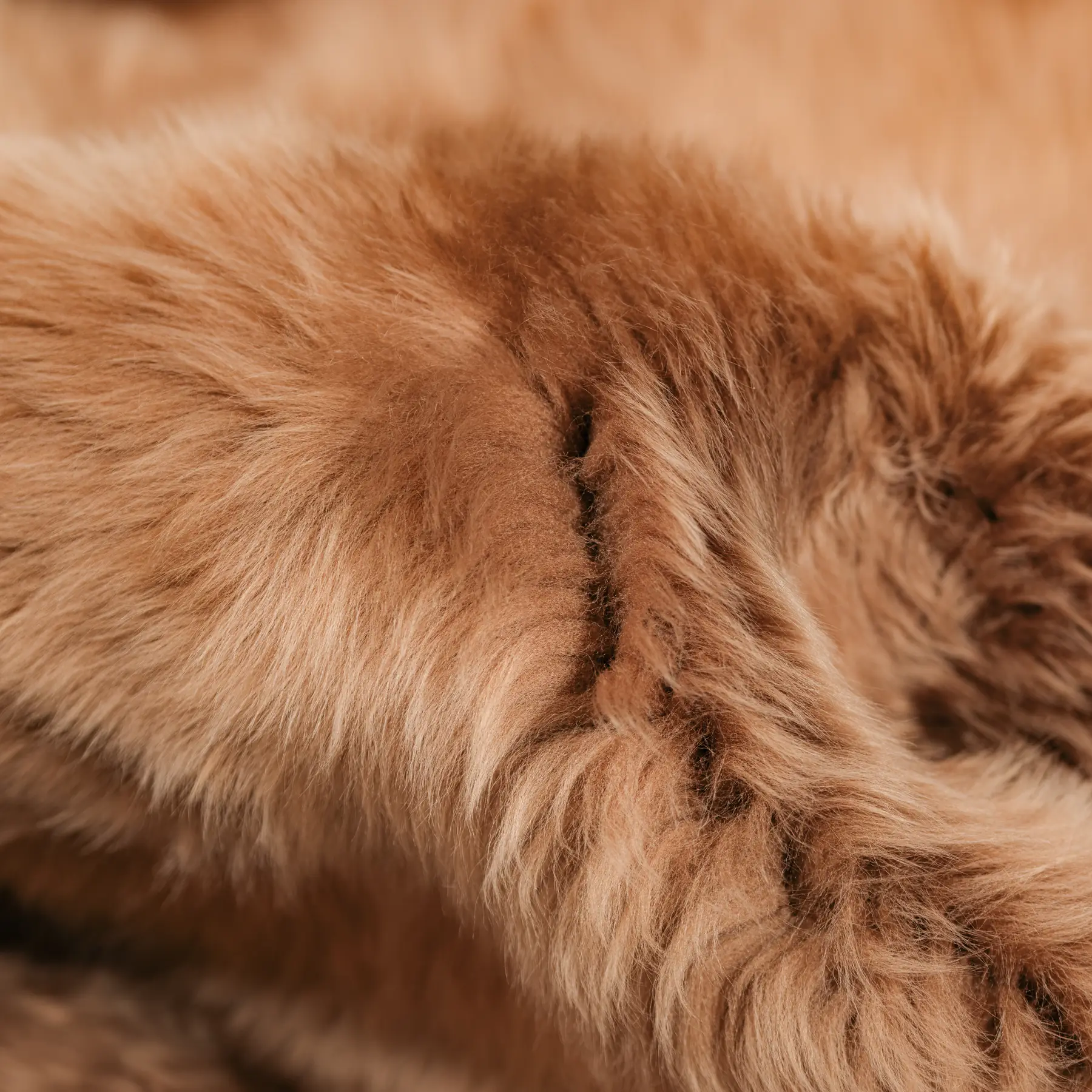 Shearling, C0000154